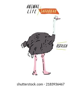 Ostrich Bird Savannah Animal Life Hand drawn Cartoon color illustration