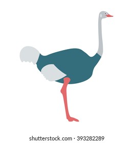 Ostrich bird vector illustration