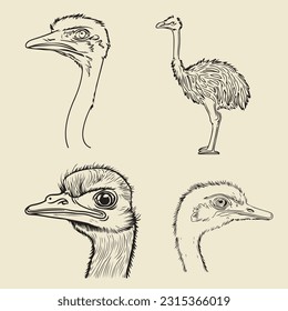 Ostrich bird vector line art 