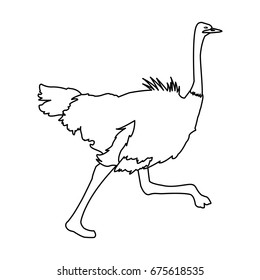 ostrich birds of savannah african fauna wildlife in tropics