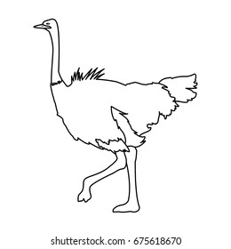 ostrich birds of savannah african fauna wildlife in tropics