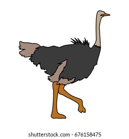 ostrich birds of savannah african fauna wildlife