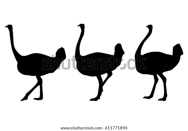 Download Ostrich Black Silhouettes Walking Standing Vector Stock ...