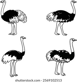 Ostrich bundle line art and illustrator eps