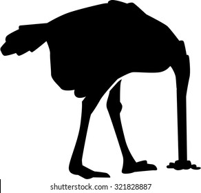 Ostrich burying head into the ground