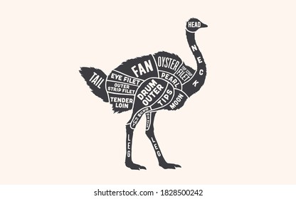 Ostrich. Butcher guide scheme. Ostrich Chart. Vintage retro print, ostrich silhouette, old school style. Poster for Butchery meat shop, Restaurant, Kitchen wall design, typography. Vector Illustration