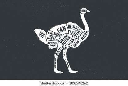Ostrich. Butcher guide scheme. Ostrich Chart. Ostrich silhouette, chalk, blackboard. Poster for Butchery meat shop, Restaurant menu, Kitchen wall design, typography. Vector Illustration