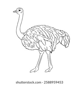 Ostrich cartoon, vector illustration, ostrich icon isolated on white background. Line art.