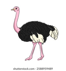 Ostrich cartoon, vector illustration, ostrich icon isolated on white background.