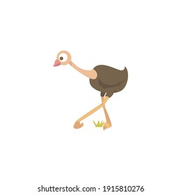Ostrich cartoon vector on a white background