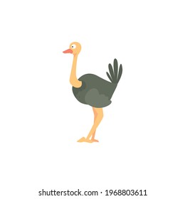 Ostrich cartoon vector on a white background