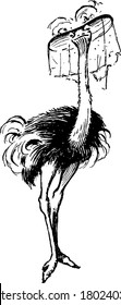An ostrich in a circus. The common ostrich, Struthio camelus species and ostrich are the largest of all living birds, standing from six to eight feet in height, wings are useless for flight, vintage