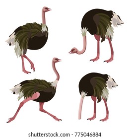 Ostrich collection set. Vector illustration isolated on the white background