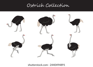 Ostrich collection. Vector illustration. Isolated on white background.