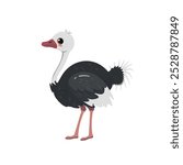 Ostrich cute cartoon illustration. Vector clip art ostrich isolated on white background Flat design element	