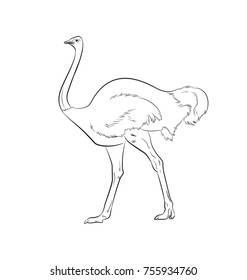 Ostrich Drawing Vector Illustration