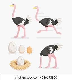Ostrich and ostrich eggs on the nests. Vector illustration flat design.
