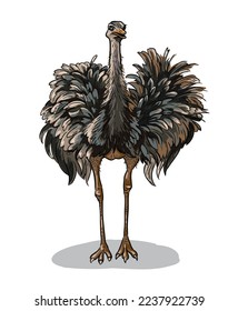 Ostrich, emu australian african bird animal isolated cartoon vector illustration.