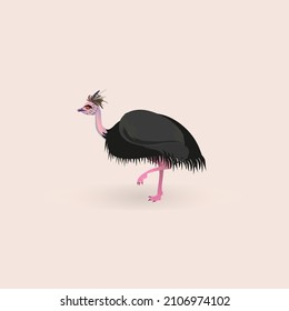 Ostrich Emu. Australian wild animal.