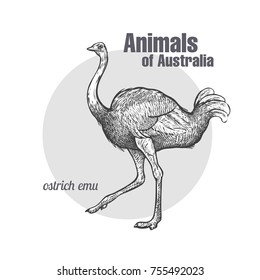 Ostrich Emu bird hand drawing. Animals of Australia series. Vintage engraving style. Vector illustration art. Black and white. Object of nature naturalistic sketch.