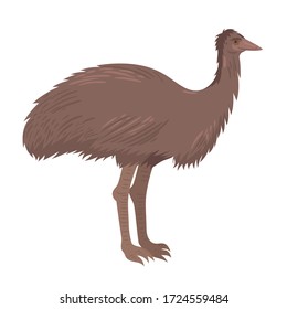 Ostrich emu isolate on a white background. Vector graphics.