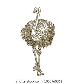 Ostrich. Engraving style. Vector illustration. 