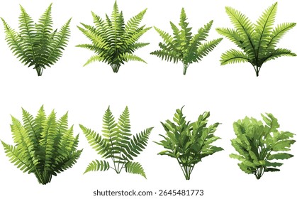 Ostrich fern Matteuccia struthiopteris collection, frontal isolated, botanical vector illustration, green fronds, woodland plant, garden graphic, perennial foliage clip art element.
