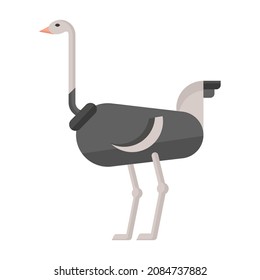 ostrich flat clipart vector illustration