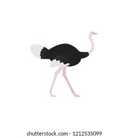 Ostrich flat design. Vector. Bird standing isolated. Zoo animal. African fauna on white background. Cartoon Illustration.