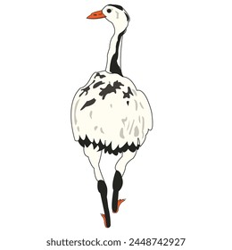 Ostrich in flat style isolated on white background. Cartoon ostrich. African animal zoo bird. Vector illustration.