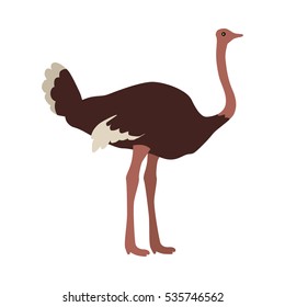 Ostrich flat style vector. Wild and domesticated bird. African fauna species. For nature concepts, farm advertising, children's book illustrating, printing materials. Isolated on white background