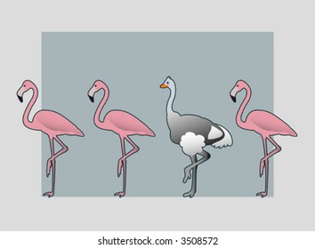 Ostrich with a group of flamingos