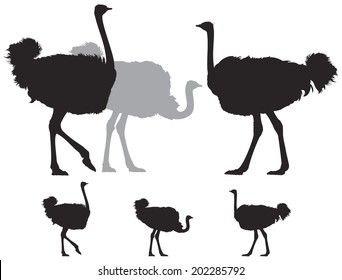 Ostrich group, a large flightless African bird vector silhouettes