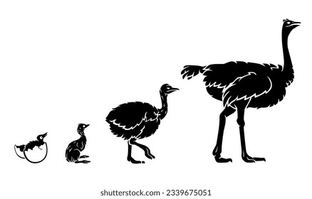 Ostrich Growth Stages, Egg Hatch to Adult Silhouette