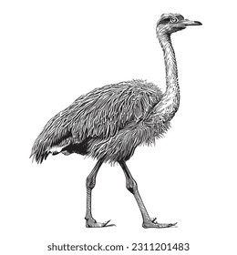 Ostrich hand drawn sketch in doodle style illustration