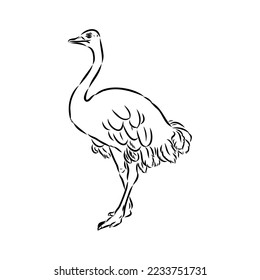 ostrich hand drawn vector animal illustration ostrich vector