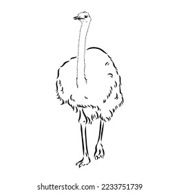 ostrich hand drawn vector animal illustration ostrich vector
