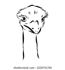ostrich hand drawn vector animal illustration ostrich vector
