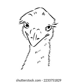 ostrich hand drawn vector animal illustration ostrich vector