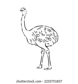 ostrich hand drawn vector animal illustration ostrich vector
