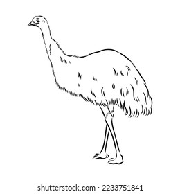 ostrich hand drawn vector animal illustration ostrich vector