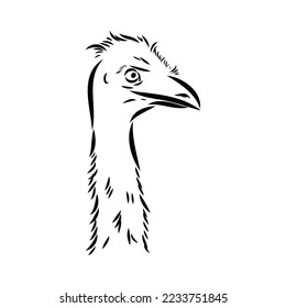 ostrich hand drawn vector animal illustration ostrich vector
