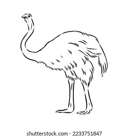 ostrich hand drawn vector animal illustration ostrich vector