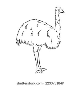 ostrich hand drawn vector animal illustration ostrich vector