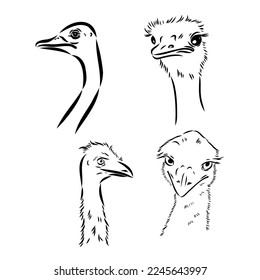 ostrich hand drawn vector animal illustration ostrich vector