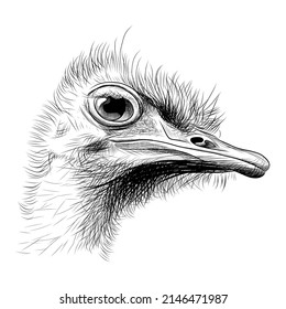 Ostrich head hand drawn sketch. Funny ostrich bird looking inquiringly black graphic sketch isolated on white background. Vector illustration