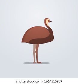 ostrich icon cute cartoon wild animal symbol with shadow wildlife species fauna concept flat vector illustration