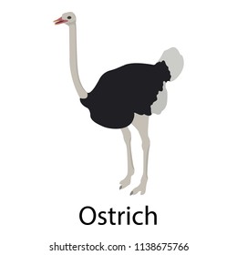 Ostrich icon. Isometric of ostrich vector icon for web design isolated on white background