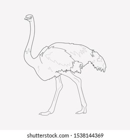 Ostrich icon line element. Vector illustration of ostrich icon line isolated on clean background for your web mobile app logo design.