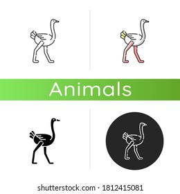 Ostrich icon. Linear black and RGB color styles. Tropical wilderness fauna, african wildlife, zoo animal. Ostrich farm, ornithology. Exotic bird with long legs isolated isolated vector illustrations